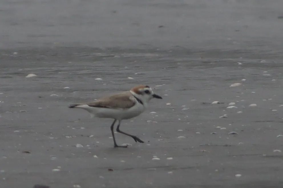 白脸鸻(Anarhynchus dealbatus)
