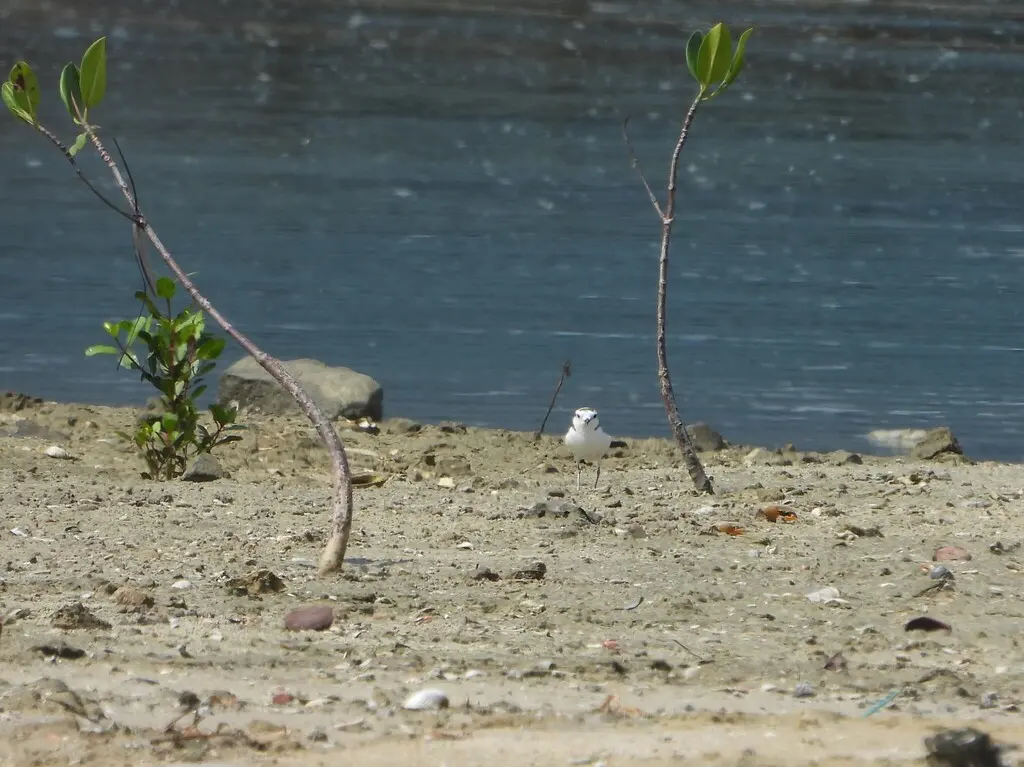 白脸鸻(Anarhynchus dealbatus)