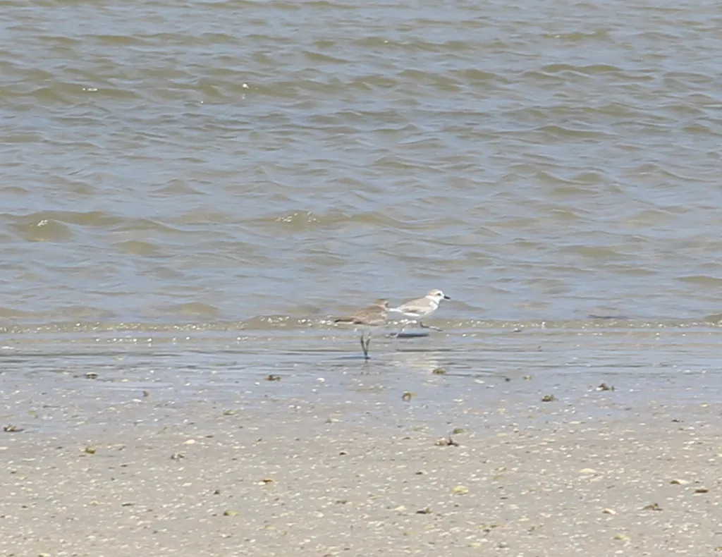 白脸鸻(Anarhynchus dealbatus)