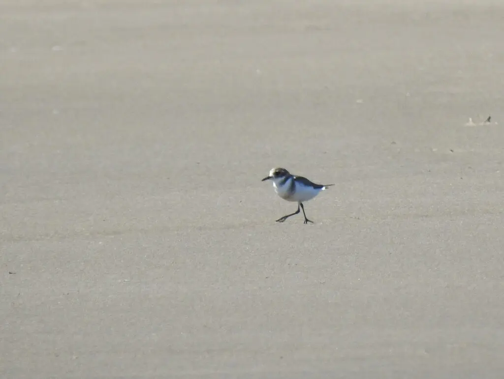 双斑鸻(Anarhynchus falklandicus)