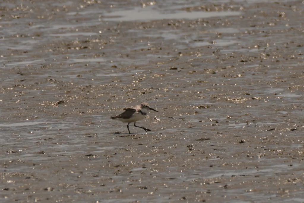 弯嘴鸻(Anarhynchus frontalis)