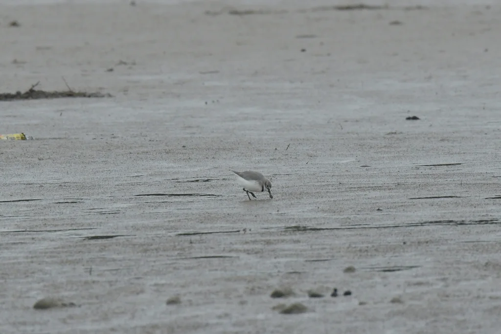 弯嘴鸻(Anarhynchus frontalis)