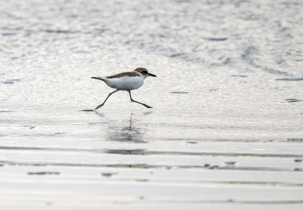 爪哇鸻(Anarhynchus javanicus)