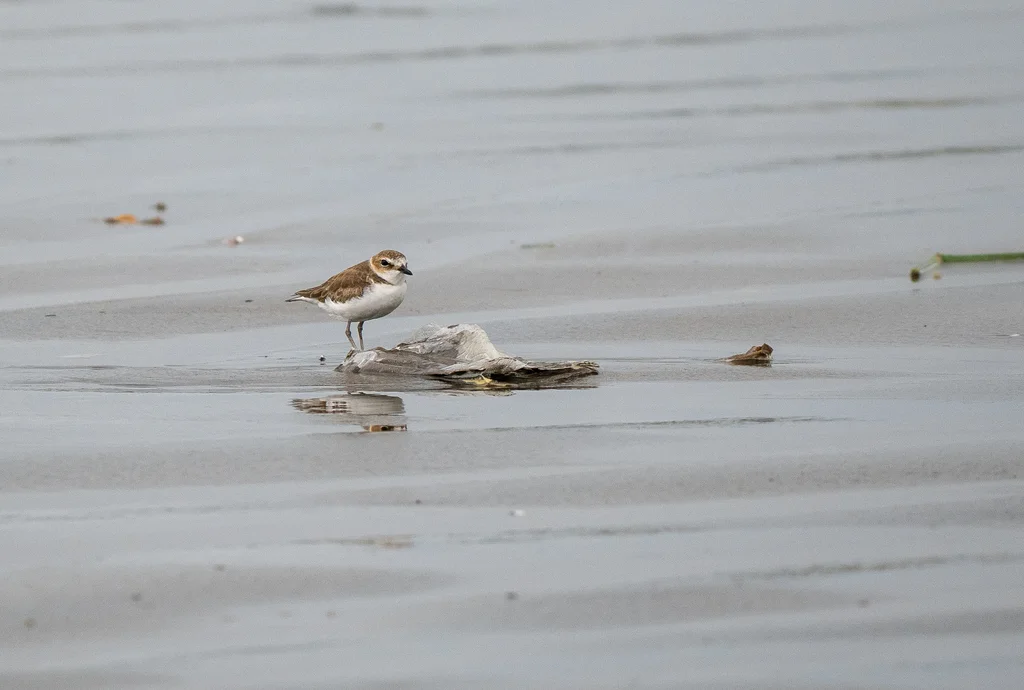 爪哇鸻(Anarhynchus javanicus)