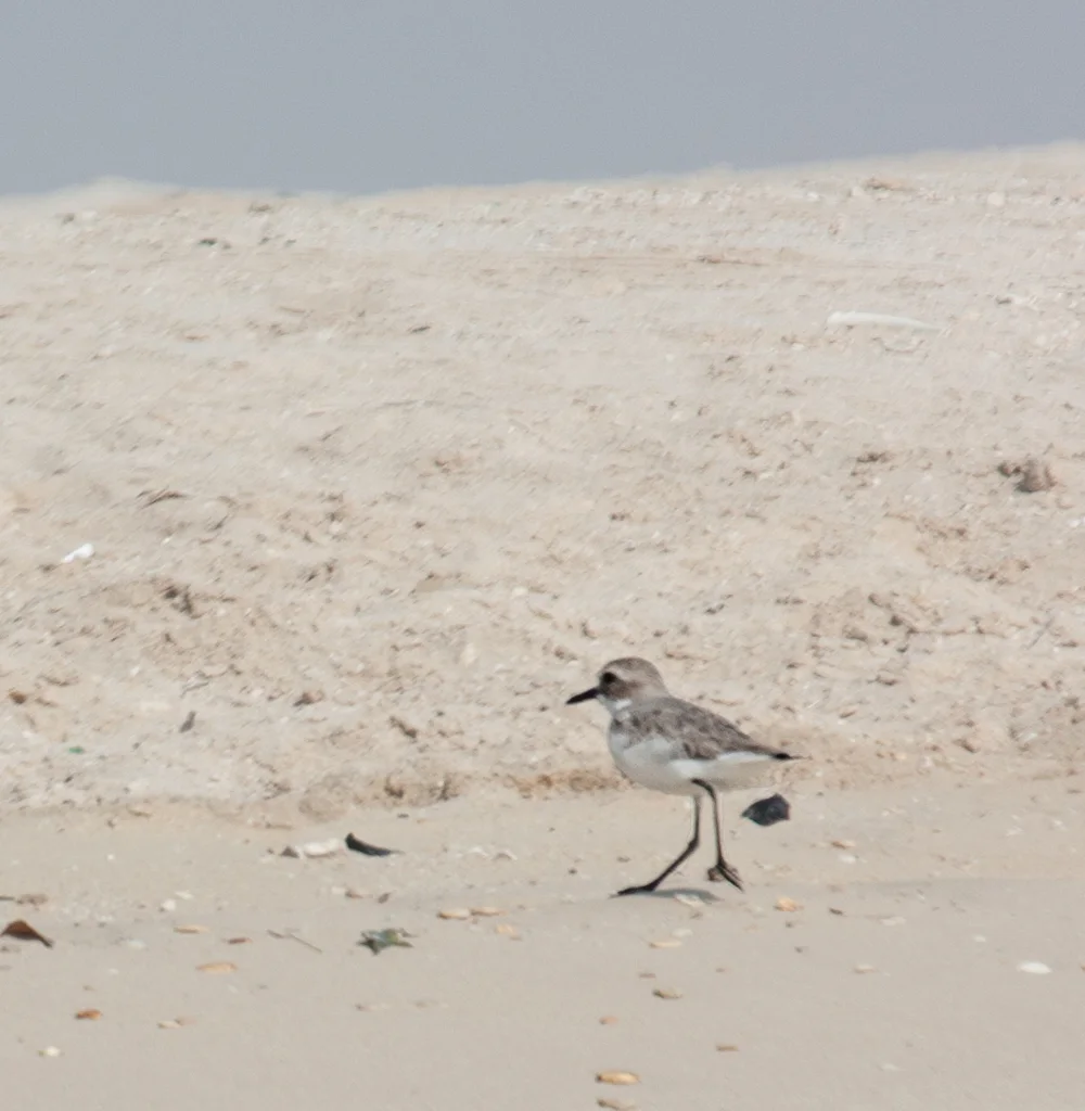 铁嘴沙鸻(Anarhynchus leschenaultii)