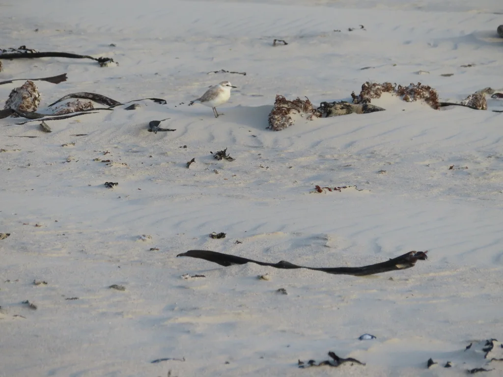 白额沙鸻(Anarhynchus marginatus)