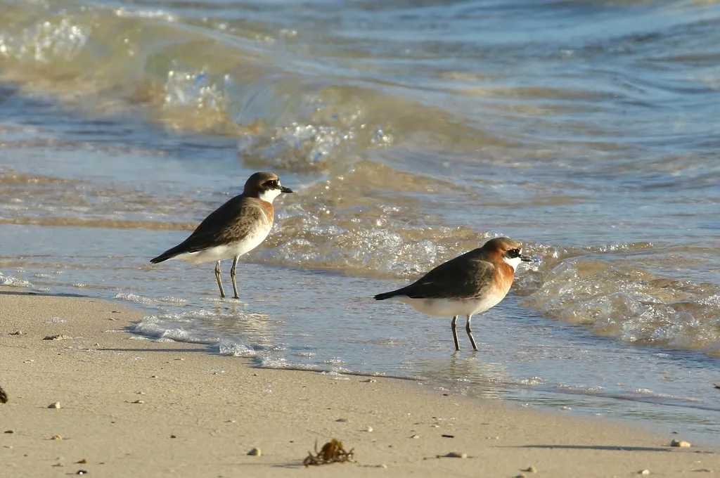 蒙古沙鸻(Anarhynchus mongolus)