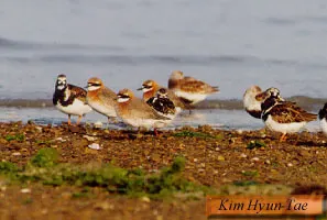蒙古沙鸻(Anarhynchus mongolus)