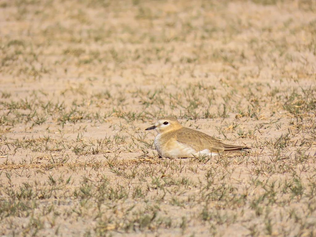 岩鸻(Anarhynchus montanus)