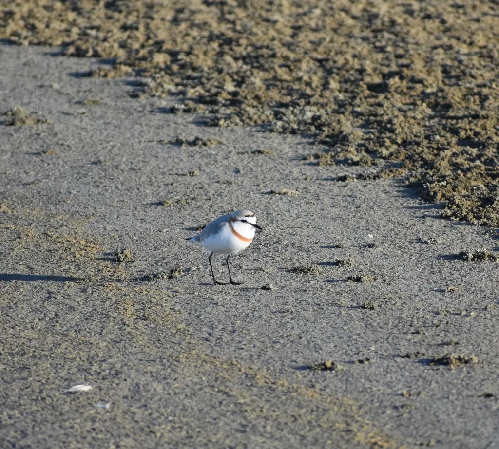 栗斑鸻(Anarhynchus pallidus)