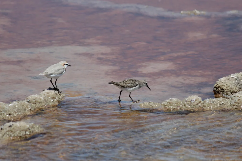栗斑鸻(Anarhynchus pallidus)
