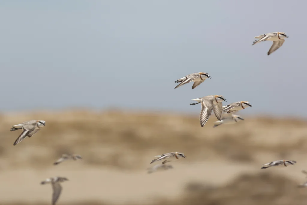栗斑鸻(Anarhynchus pallidus)