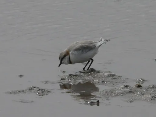 栗斑鸻(Anarhynchus pallidus)