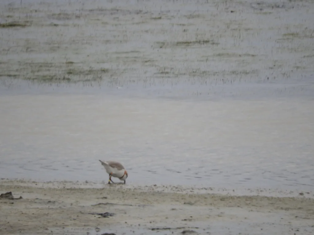栗斑鸻(Anarhynchus pallidus)