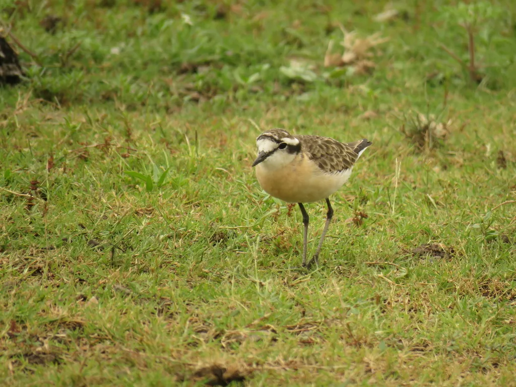 基氏沙鸻（Anarhynchus pecuarius）