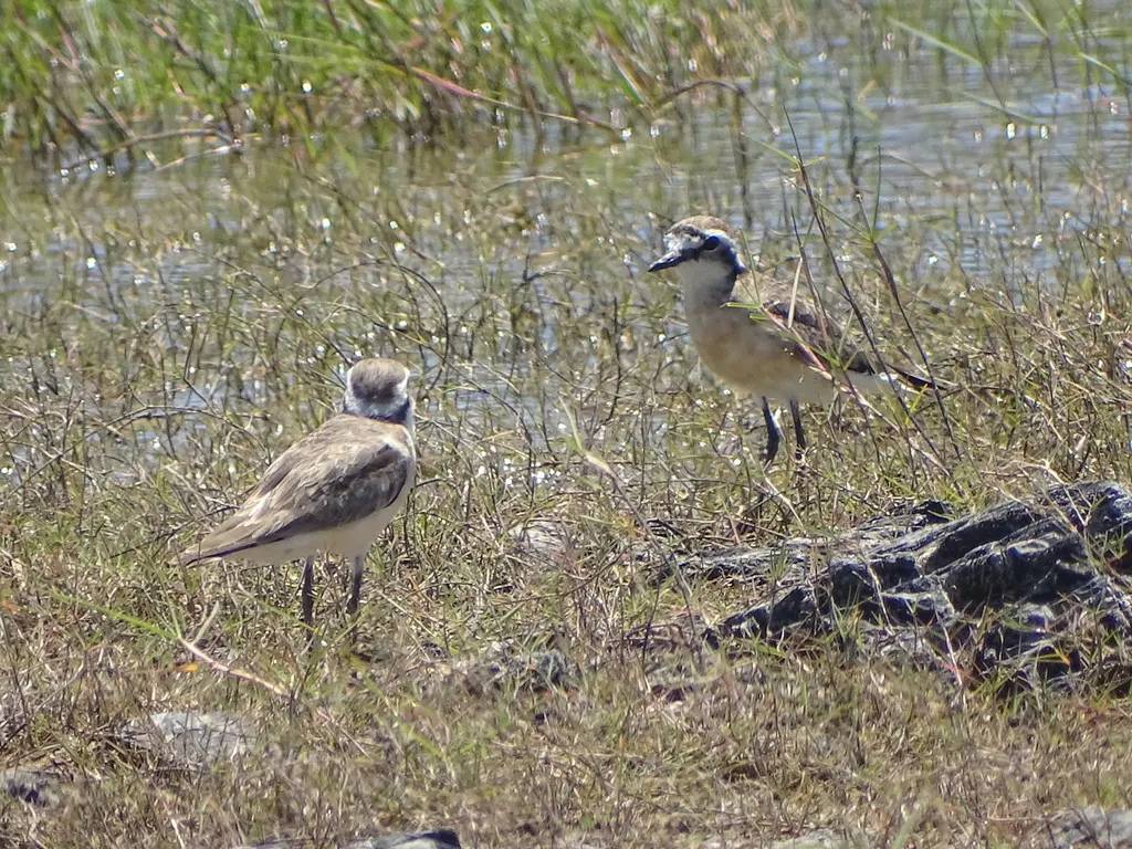 基氏沙鸻（Anarhynchus pecuarius）