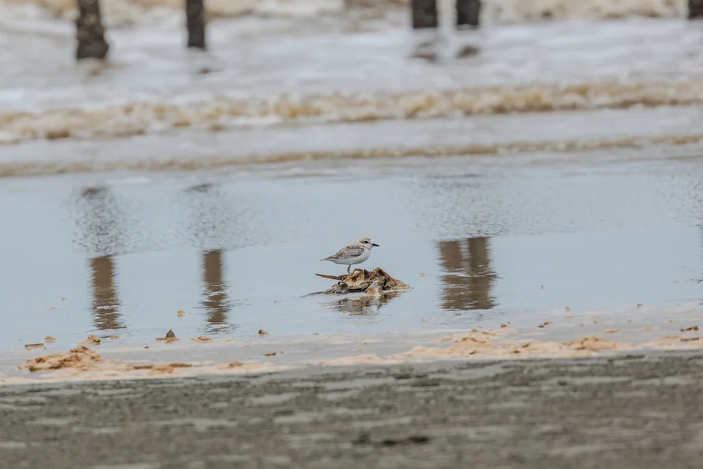 马来鸻(Anarhynchus peronii)