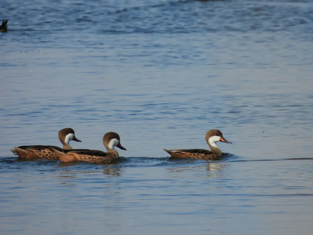 白脸针尾鸭(Anas bahamensis)