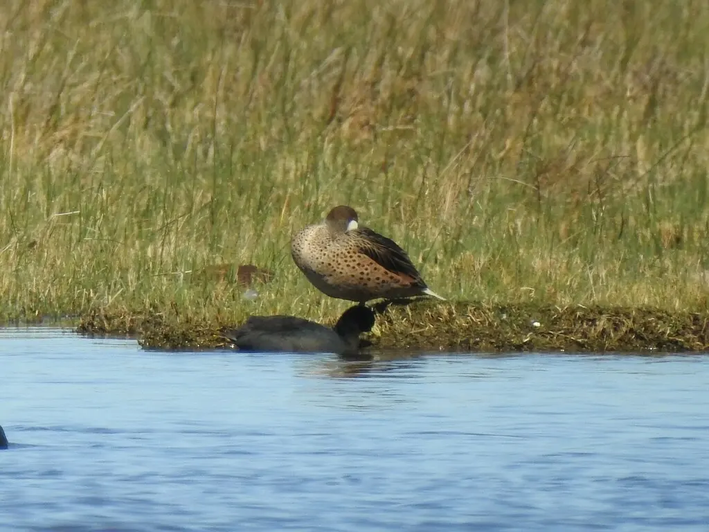 白脸针尾鸭(Anas bahamensis)