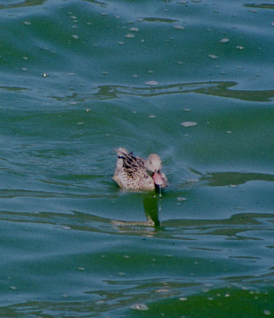 绿翅灰斑鸭(Anas capensis)
