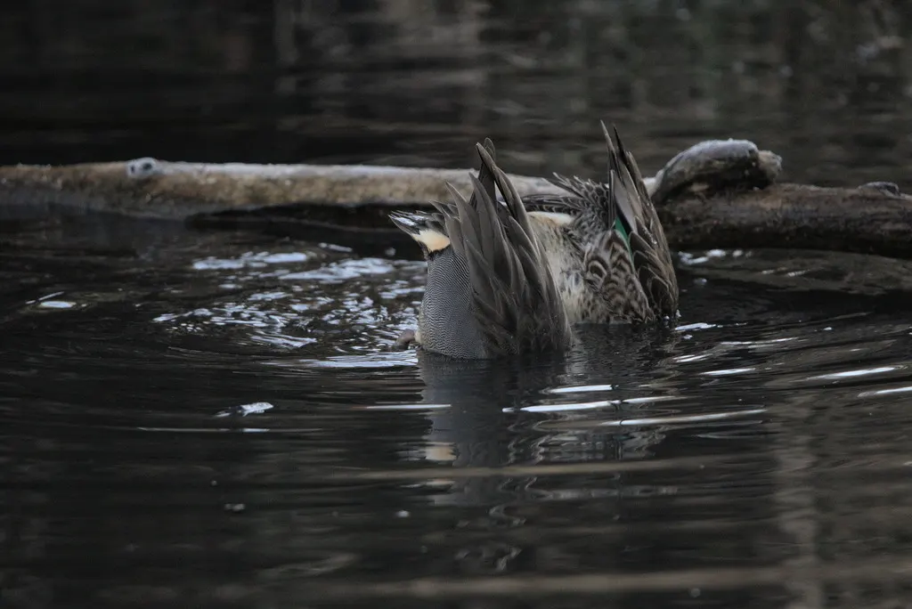 美洲绿翅鸭(Anas carolinensis)