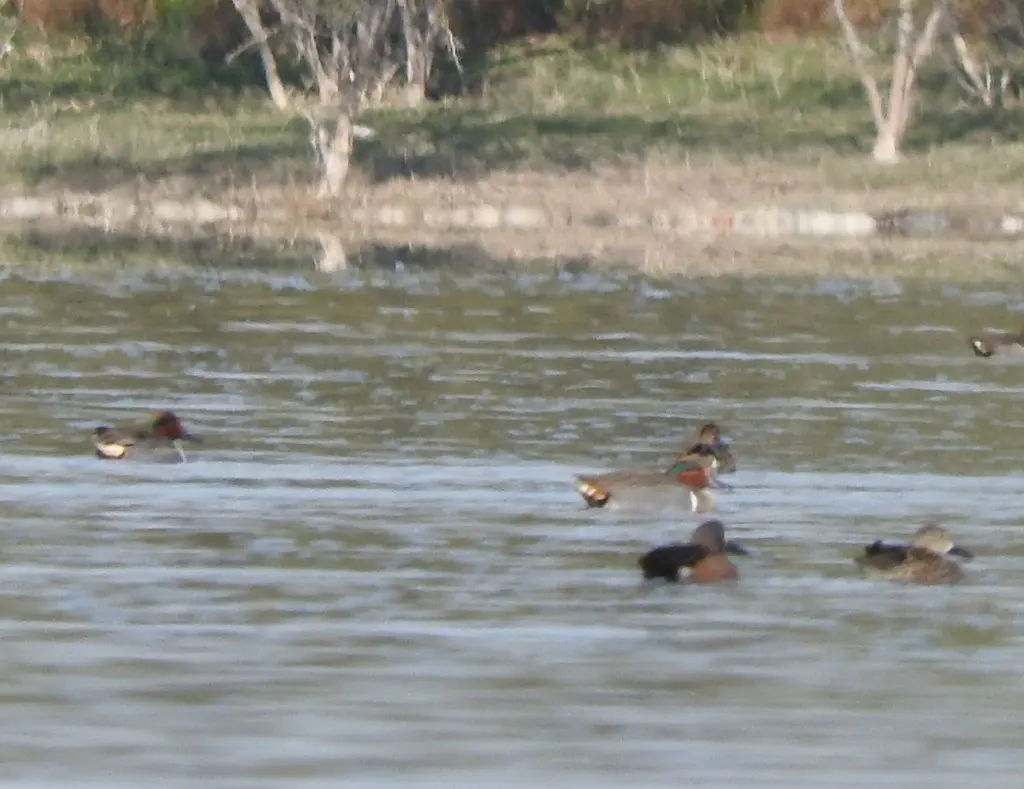 美洲绿翅鸭(Anas carolinensis)