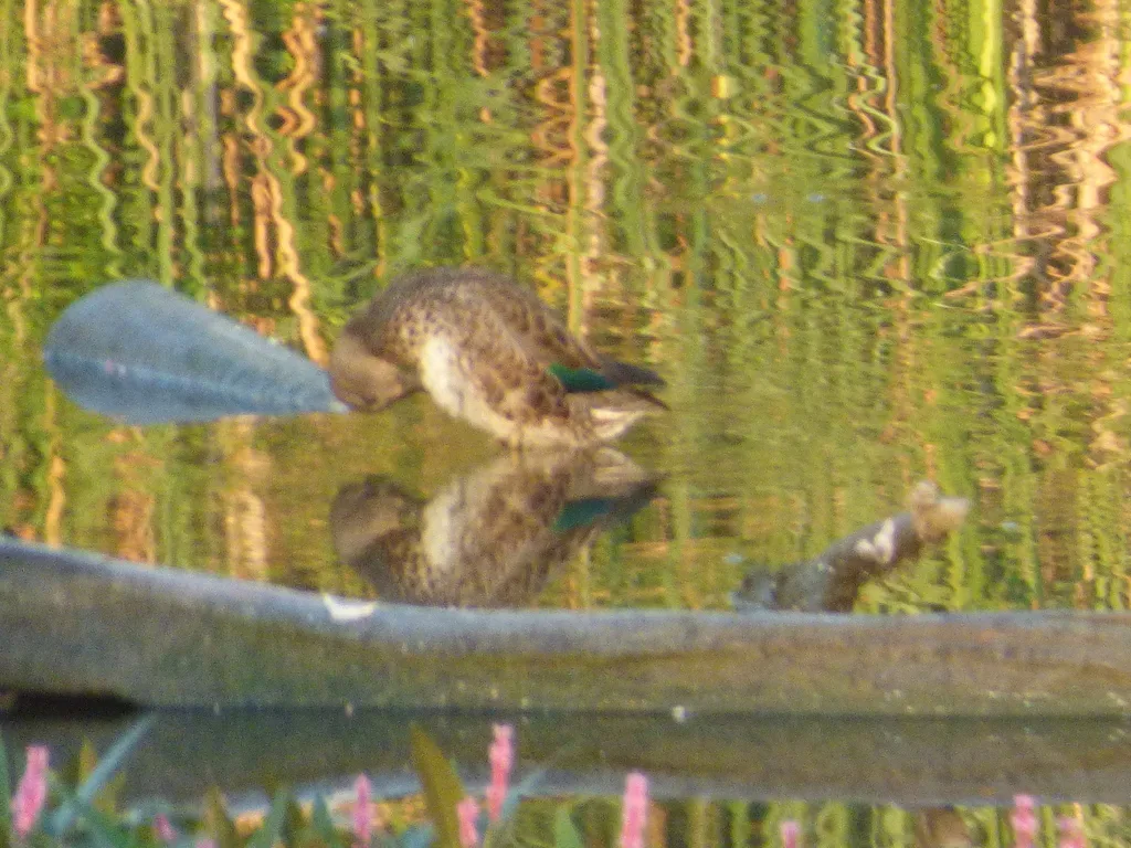 美洲绿翅鸭(Anas carolinensis)