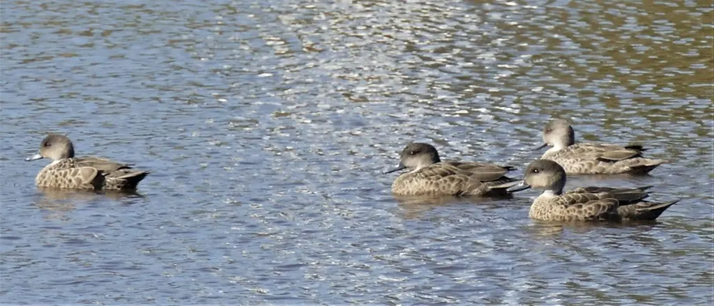 灰鸭(Anas gracilis)
