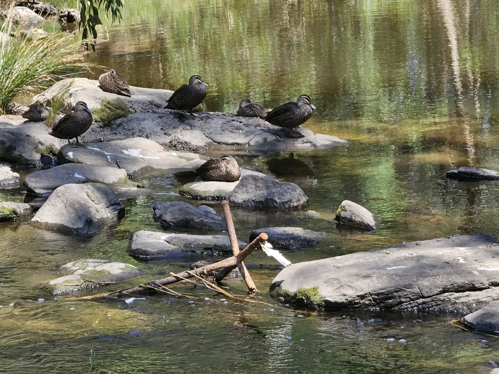 灰鸭(Anas gracilis)