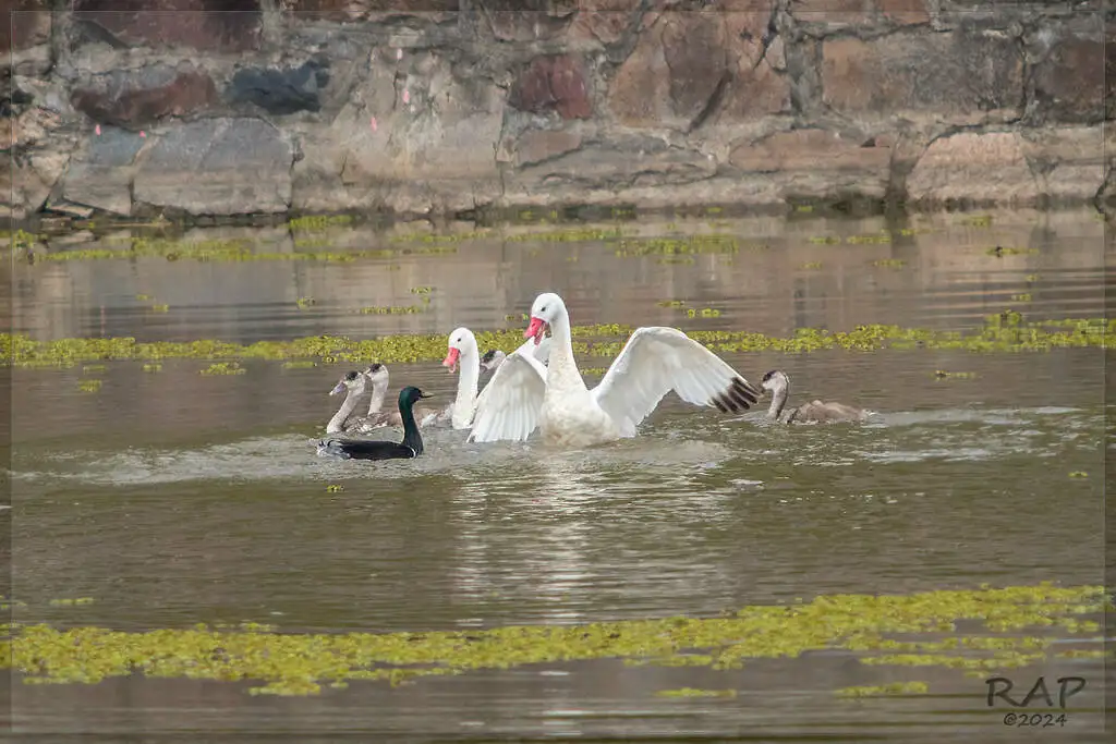 绿头鸭(Anas platyrhynchos)