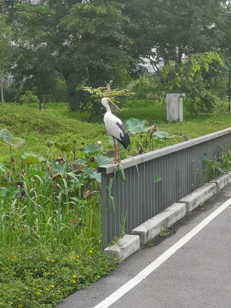 钳嘴鹳(Anastomus oscitans)