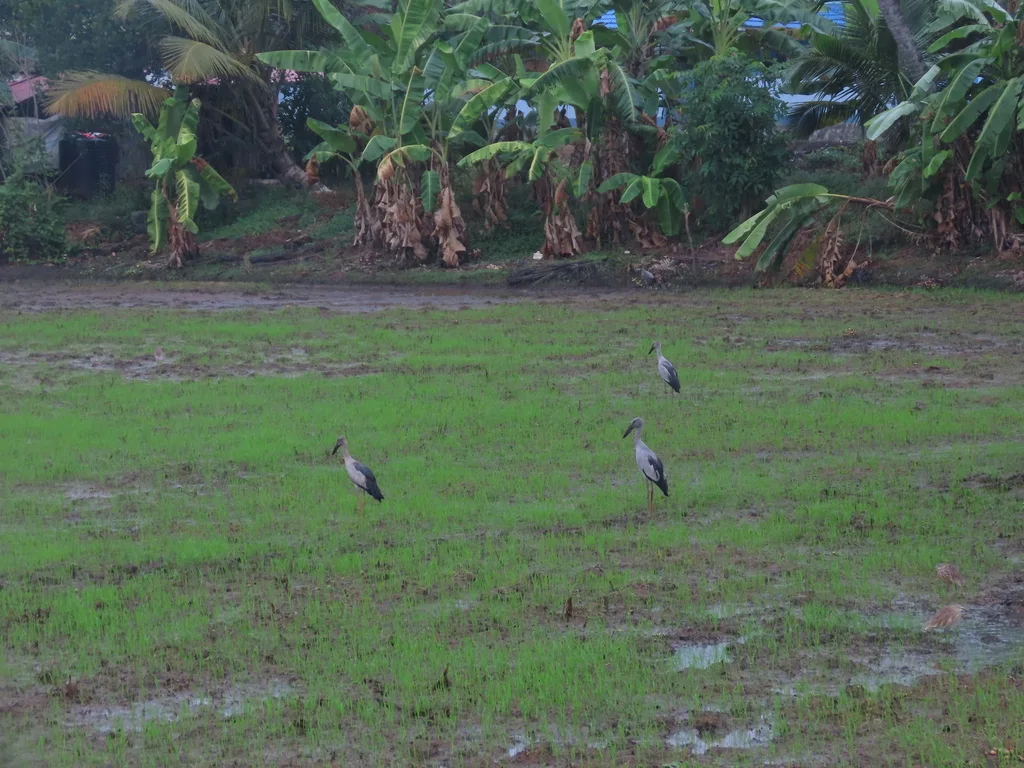 钳嘴鹳(Anastomus oscitans)