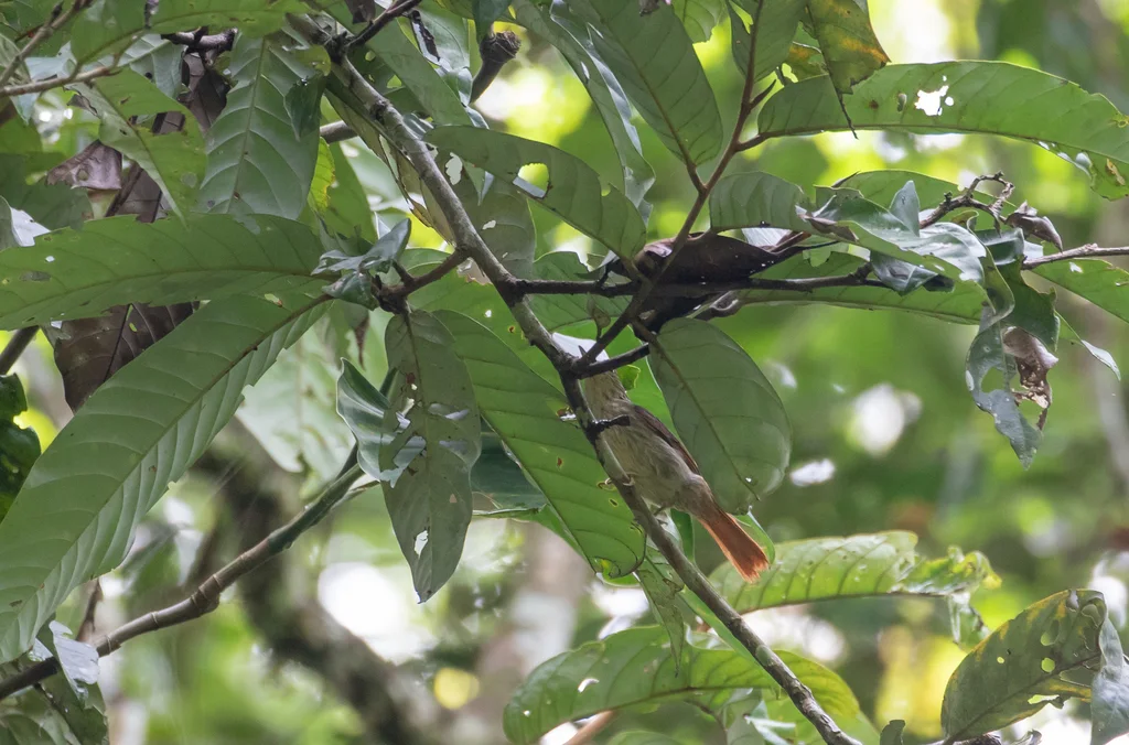 栗翅钩嘴雀(Ancistrops strigilatus)