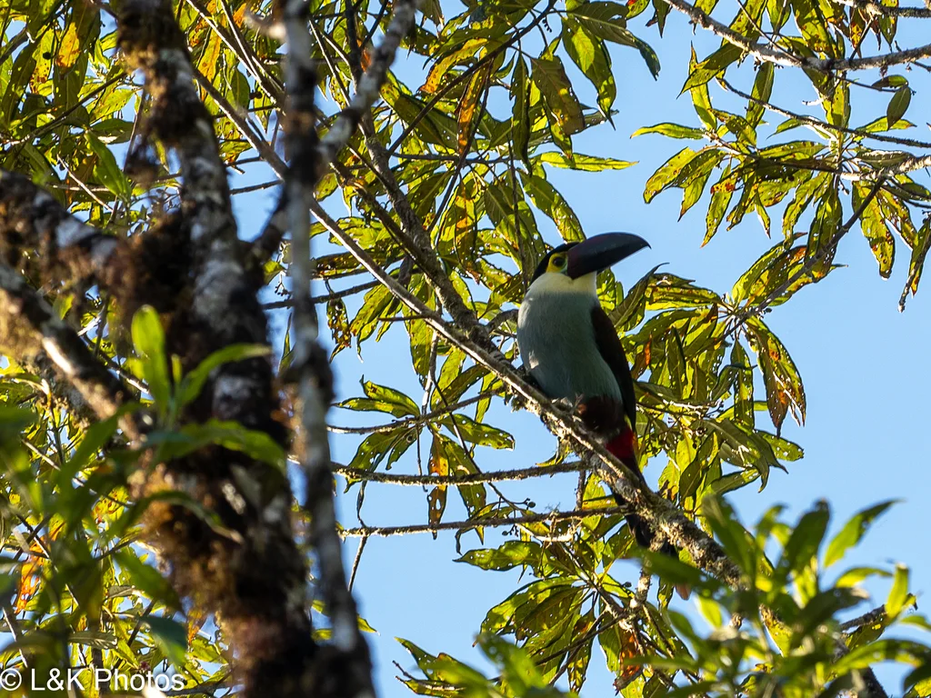 黑嘴山巨嘴鸟(Andigena nigrirostris)