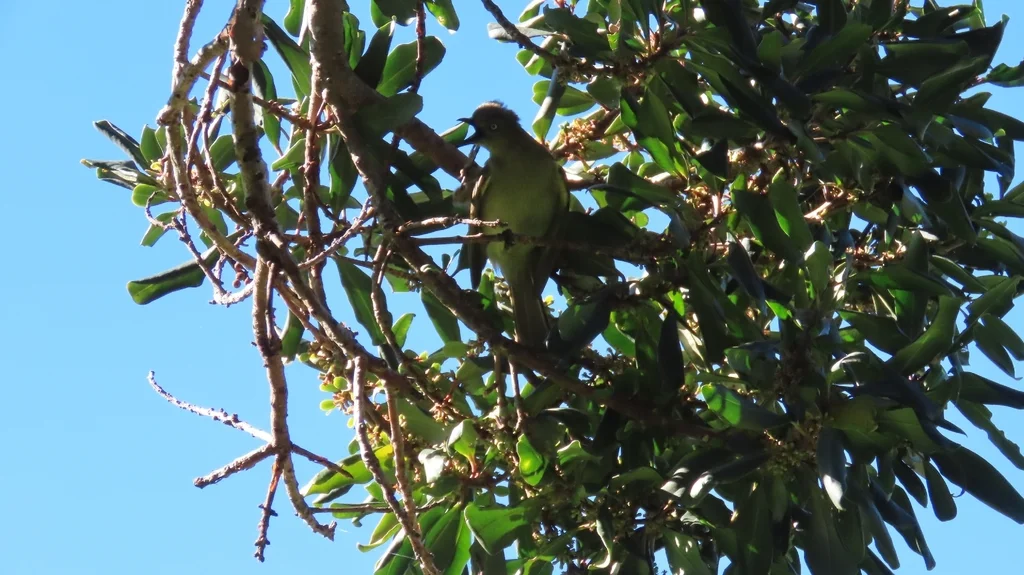 黄腹绿鹎(Andropadus importunus)