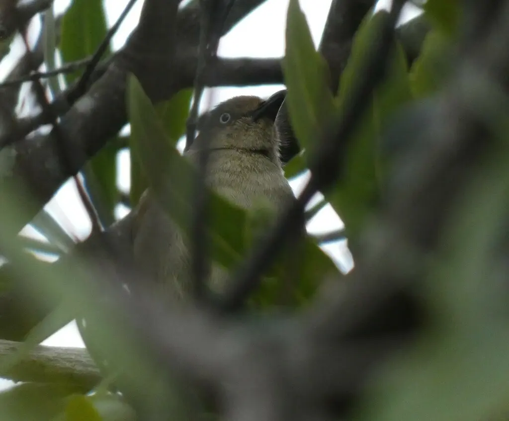 黄腹绿鹎(Andropadus importunus)