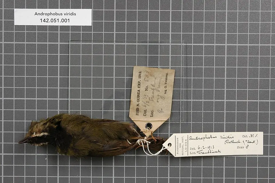 绿背鹛鸫(Androphobus viridis)