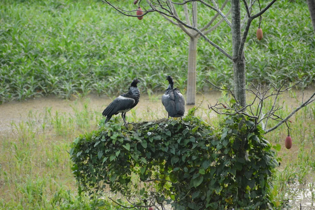 角叫鸭(Anhima cornuta)