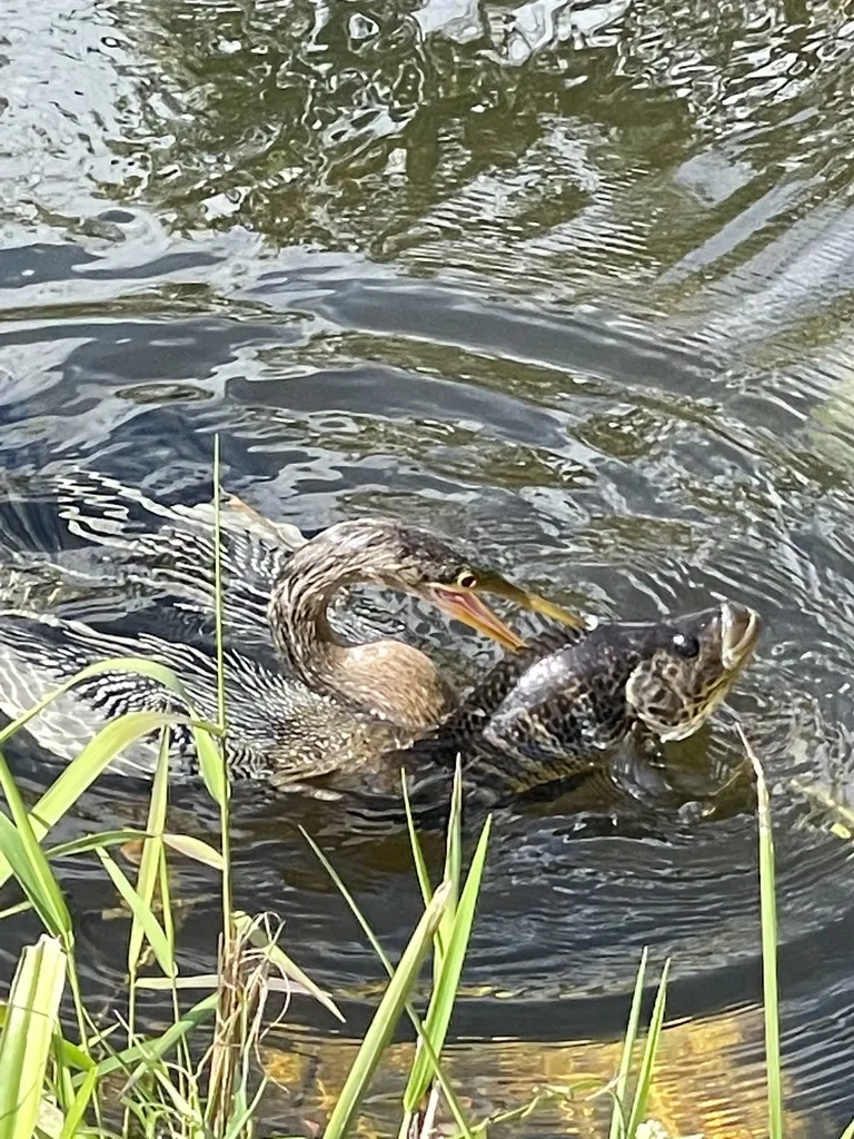 美洲蛇鹈(Anhinga anhinga)