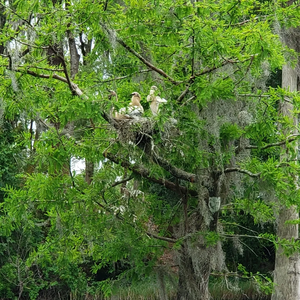 美洲蛇鹈(Anhinga anhinga)