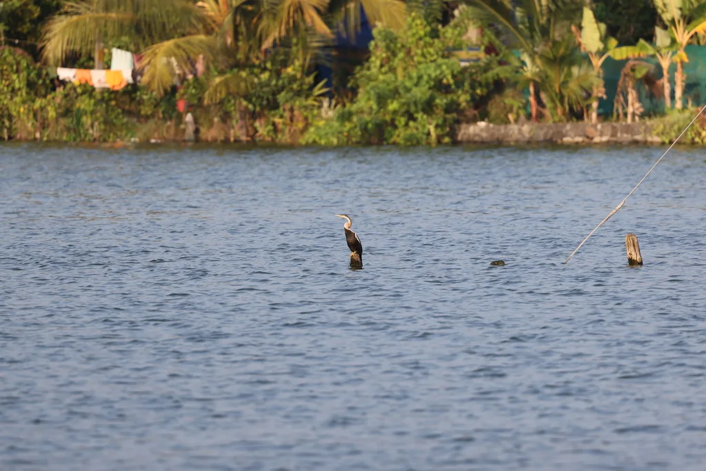 黑腹蛇鹈(Anhinga melanogaster)