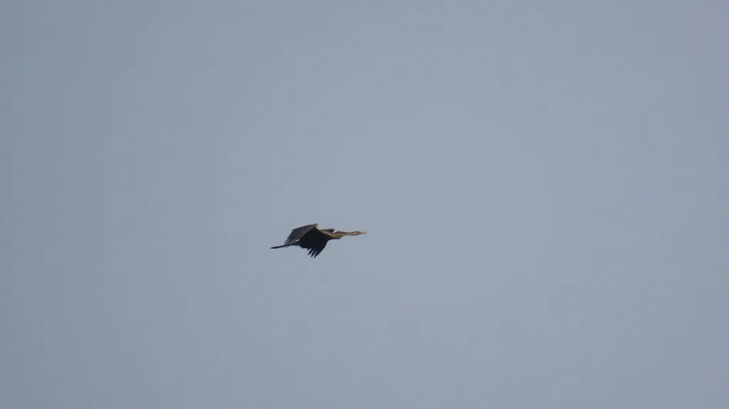 黑腹蛇鹈(Anhinga melanogaster)