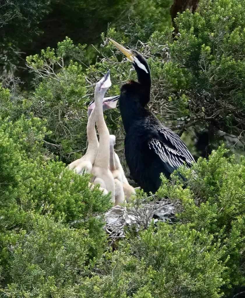 澳洲蛇鹈(Anhinga novaehollandiae)