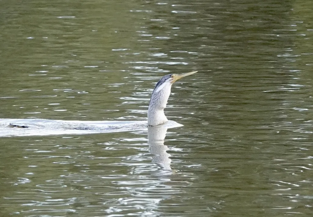 澳洲蛇鹈(Anhinga novaehollandiae)