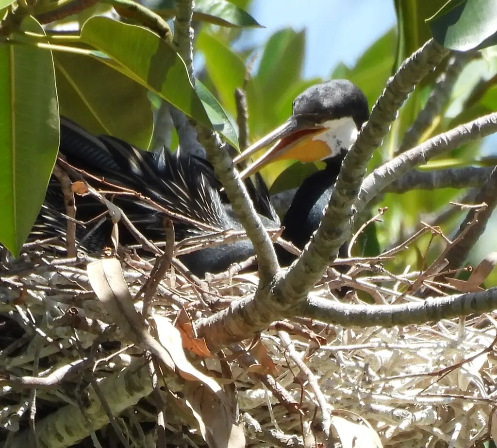 澳洲蛇鹈(Anhinga novaehollandiae)