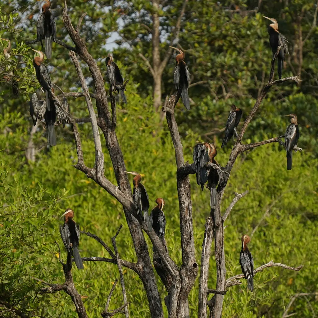 红蛇鹈(Anhinga rufa)