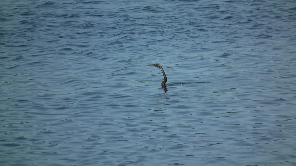 红蛇鹈(Anhinga rufa)