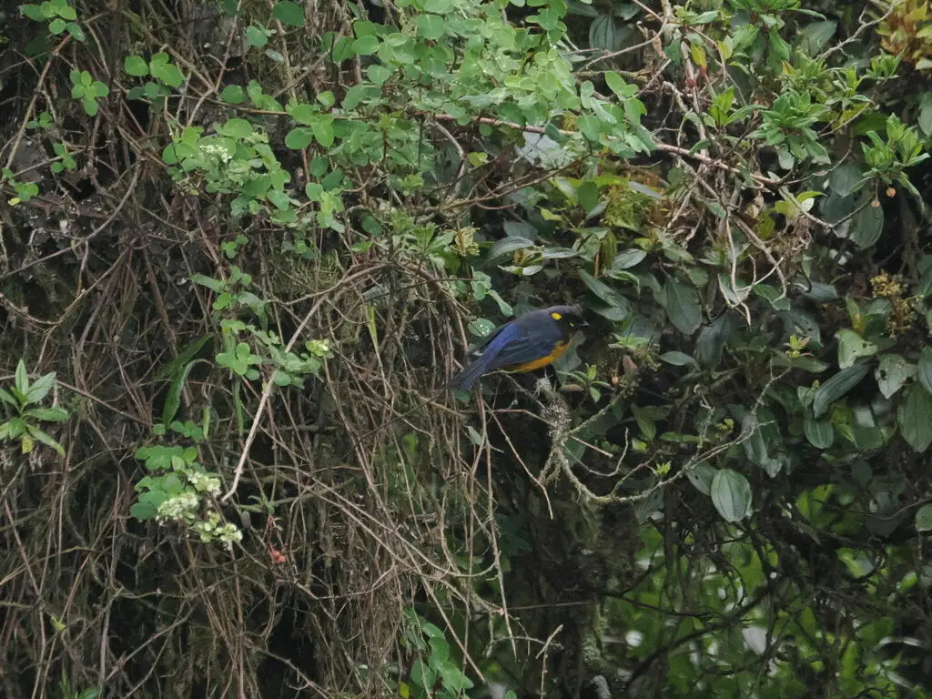 黄腹岭裸鼻雀（Anisognathus lacrymosus）