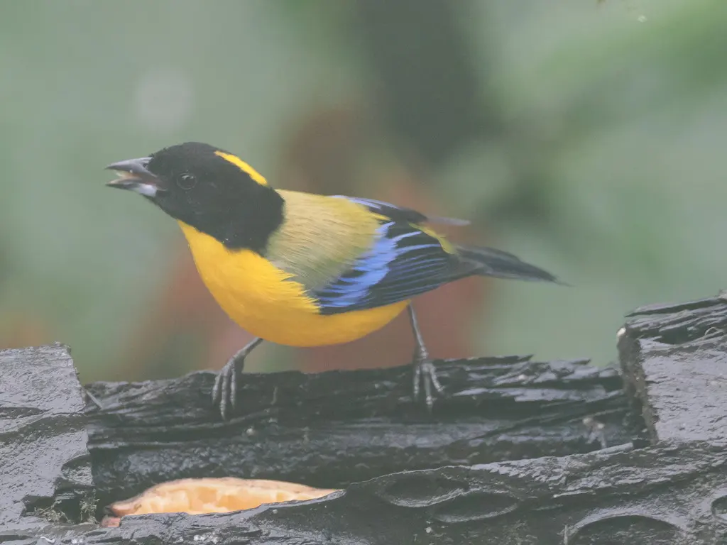 黑颏岭裸鼻雀(Anisognathus notabilis)