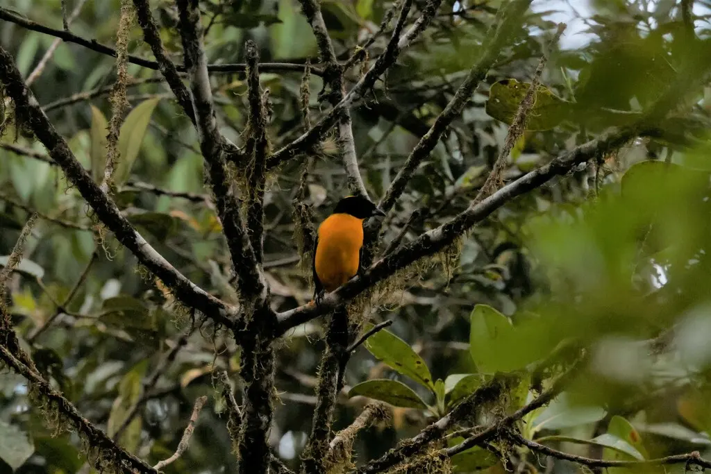 黑颏岭裸鼻雀(Anisognathus notabilis)